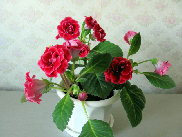 Обои картинки фото цветы, глоксиния , синнингия, вазон