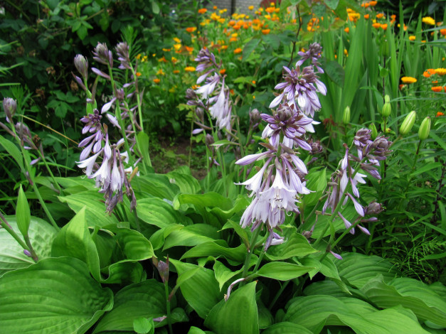 Обои картинки фото цветы, хоста