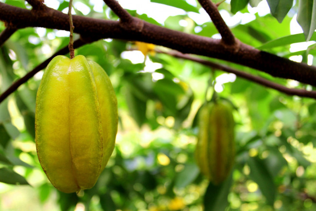 Обои картинки фото природа, плоды, карамбола