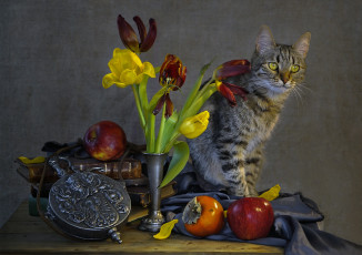 Картинка животные коты кот кошка