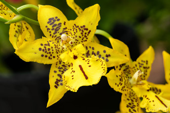 Картинка цветы орхидеи