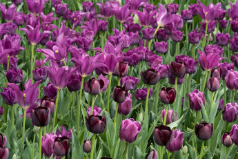 Картинка цветы тюльпаны