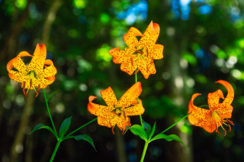 Картинка цветы лилии +лилейники желтые