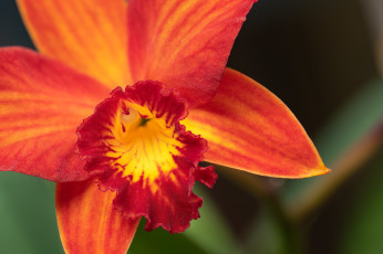 Картинка цветы орхидеи орхидея