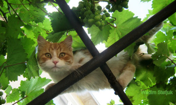 Картинка животные коты кот кошка