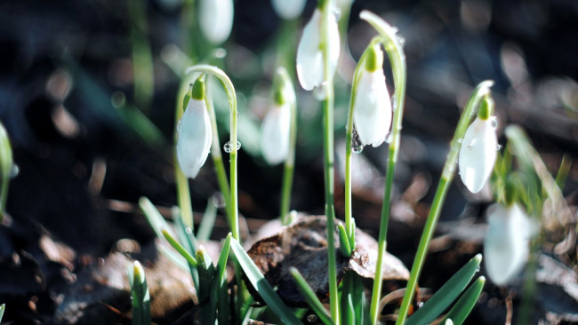 Обои картинки фото цветы, подснежники,  белоцветники,  пролески, капли
