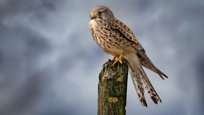 Обои картинки фото животные, птицы - хищники, птицы, сокол, хищник, клюв, кoгти, прирoда