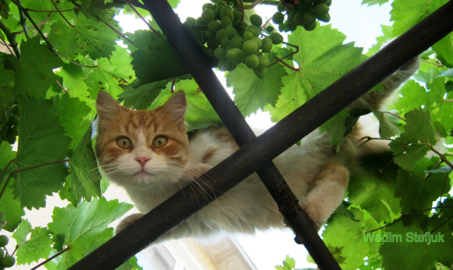 Обои картинки фото животные, коты, кот, кошка