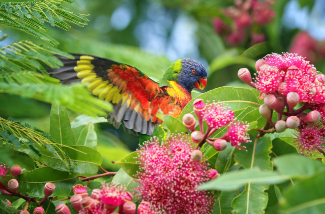 Обои картинки фото животные, попугаи, попугай