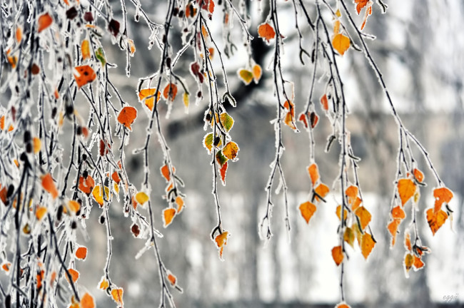 Обои картинки фото природа, листья, берёза