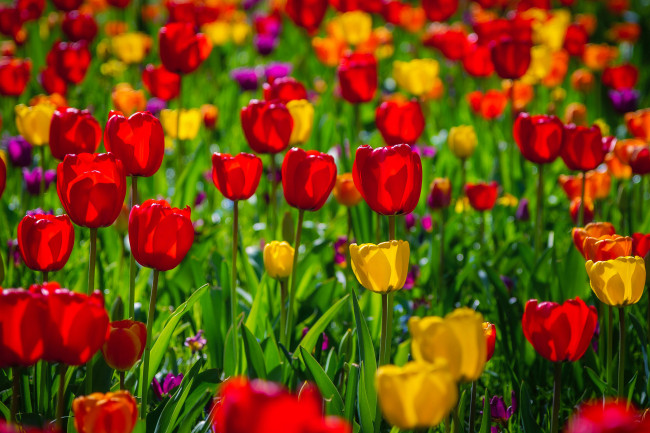 Обои картинки фото цветы, тюльпаны, весна