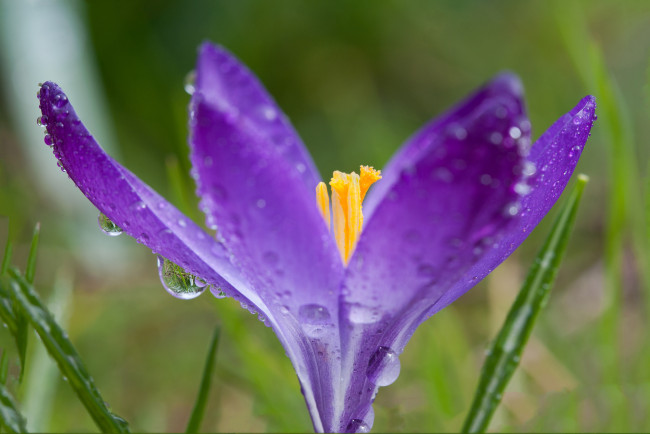 Обои картинки фото цветы, крокусы, цветок