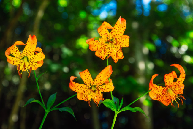 Обои картинки фото цветы, лилии,  лилейники, желтые