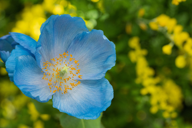 Обои картинки фото цветы, маки, голубой