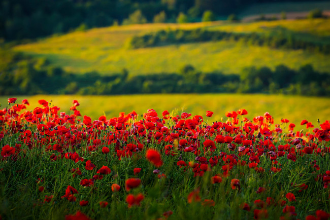 Обои картинки фото цветы, маки, поле