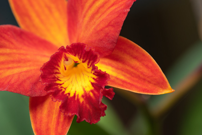 Обои картинки фото цветы, орхидеи, орхидея