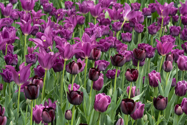 Обои картинки фото цветы, тюльпаны