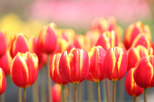 Обои картинки фото цветы, тюльпаны, весна