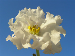 Картинка цветы фиалки