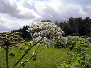 Картинка цветы луговые полевые
