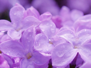 Картинка цветы сирень