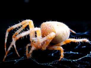 Картинка паучище животные пауки