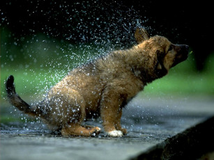 Картинка животные собаки