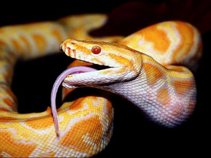 Картинка животные змеи питоны кобры