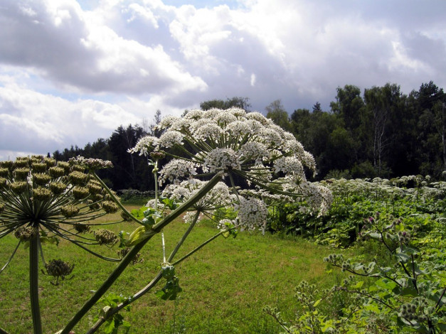 Обои картинки фото цветы, луговые, полевые