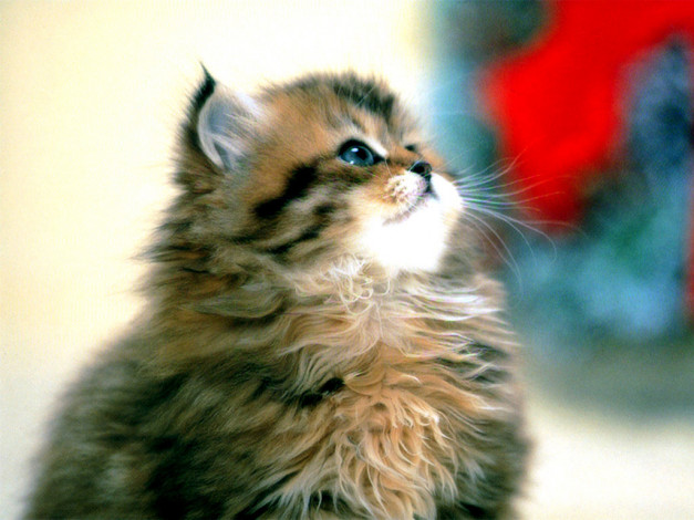 Обои картинки фото животные, коты