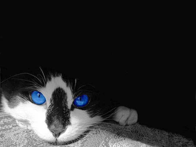 Обои картинки фото животные, коты