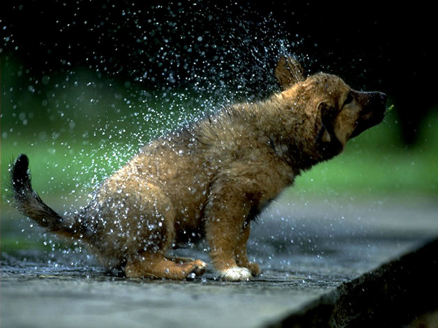 Обои картинки фото животные, собаки