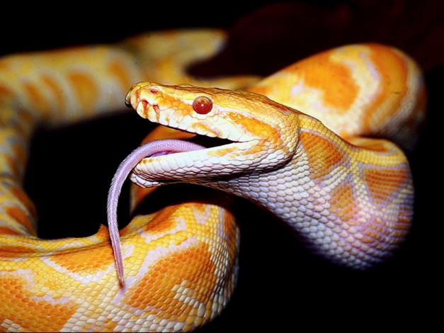 Обои картинки фото животные, змеи, питоны, кобры