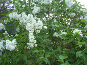 Картинка цветы сирень