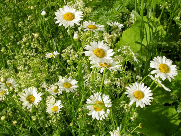Обои картинки фото цветы, ромашки