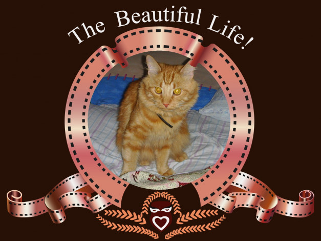 Обои картинки фото животные, коты