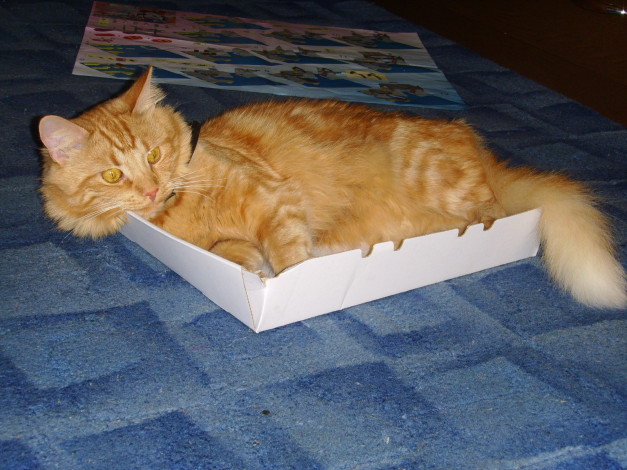 Обои картинки фото животные, коты