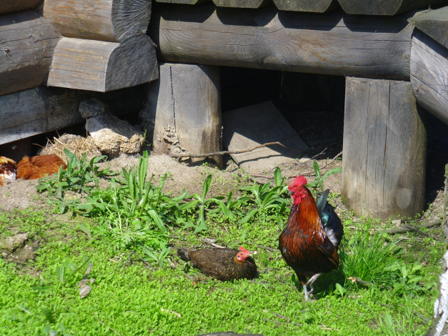 Обои картинки фото животные, куры, петухи