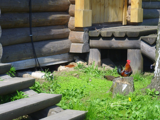 Обои картинки фото животные, куры, петухи