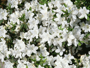 Картинка цветы рододендроны азалии