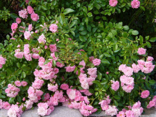 Картинка цветы розы