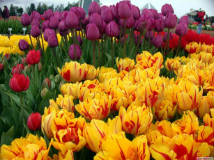 Картинка цветы тюльпаны