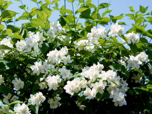 Картинка цветы жасмин