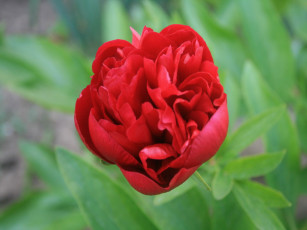 Картинка пион цветы пионы