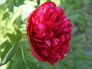 Картинка пион цветы пионы