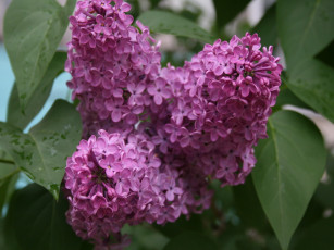 Картинка сирень цветы