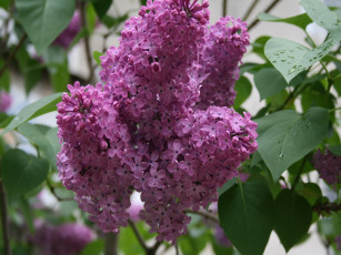 обоя сирень, цветы