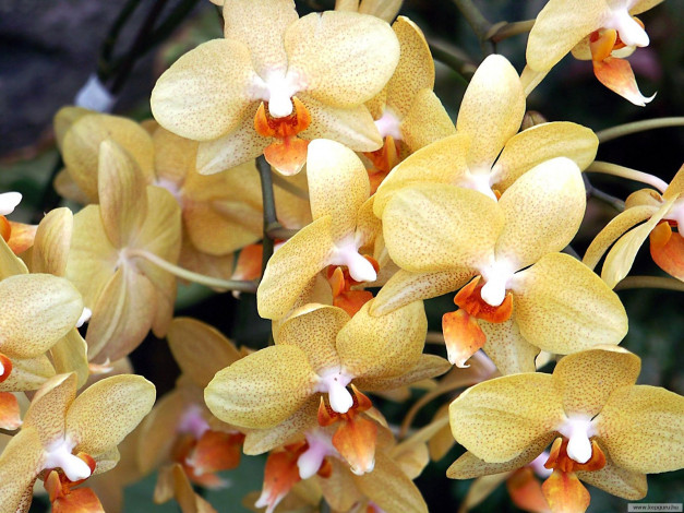 Обои картинки фото цветы, орхидеи