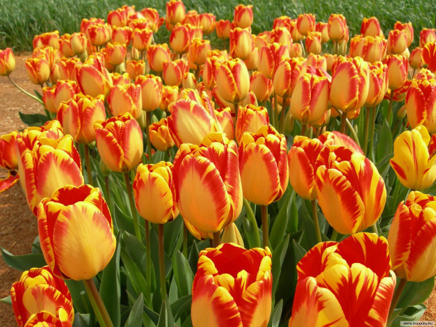 Обои картинки фото цветы, тюльпаны