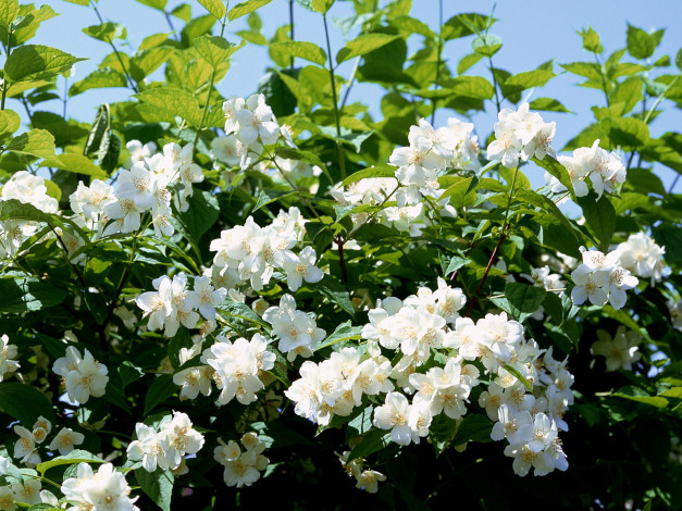 Обои картинки фото цветы, жасмин